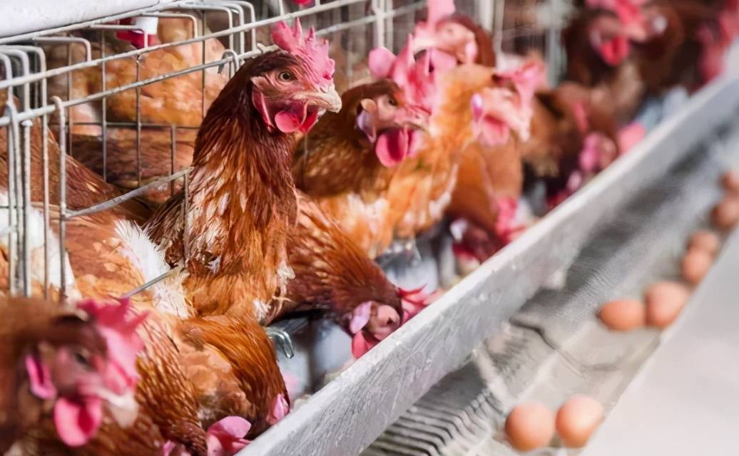 天生優勢，快人一步，得天獨厚無需做是什么生肖详细解答、解释与落实、综合解答解释落实